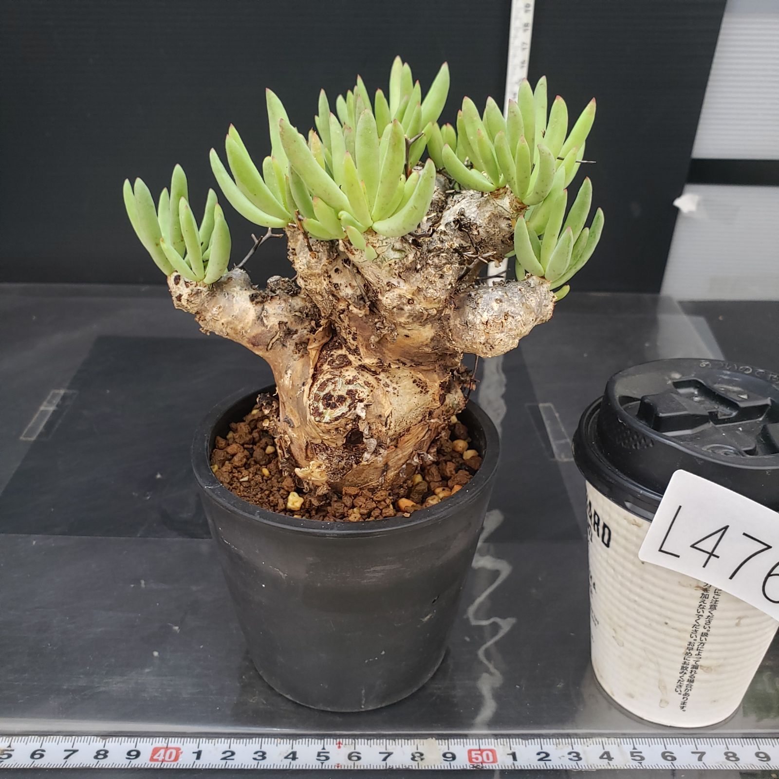 L476【自社養生株】チレコドン レティキュラータス 万物想（現地