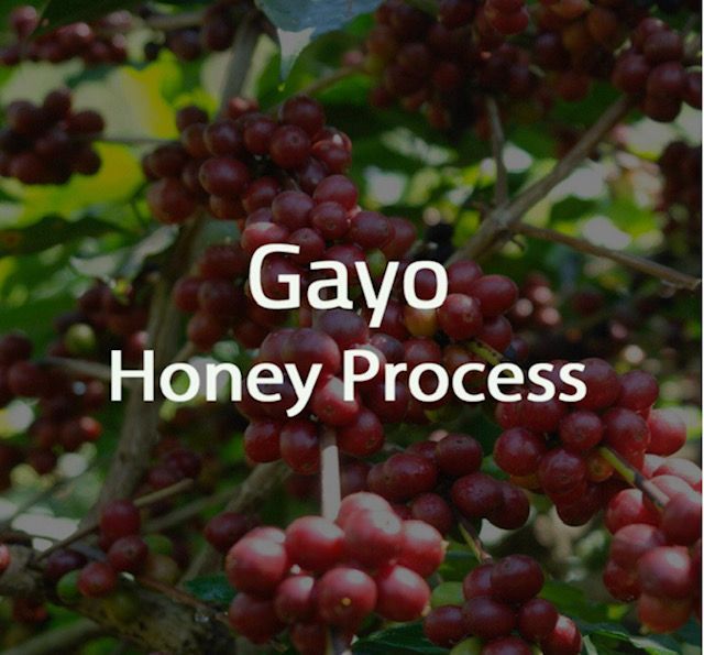 ガヨハニープロセス200ｇ　Gayo Honey Process-1
