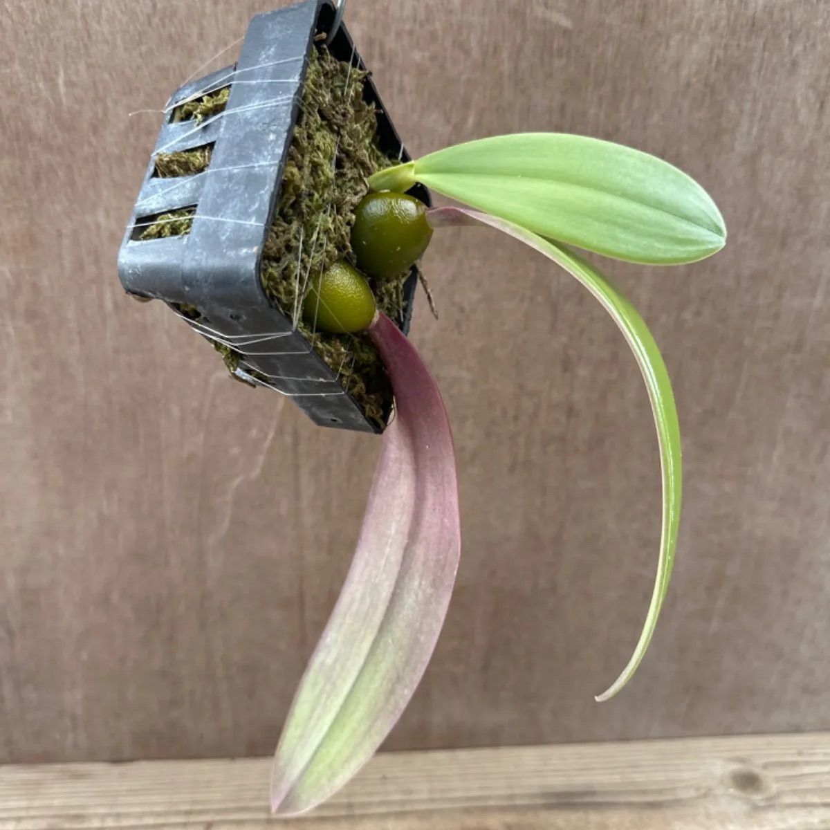 バルボフィラム ファレノプシス② Bulbophyllum phalaenopsis 現品 観葉植物 観葉 植物 珍奇植物 珍奇 珍しい レア 希少  着生ラン ラン 蘭 ハンギング 吊るす 吊り下げ インテリア おしゃれ かわいい - メルカリ