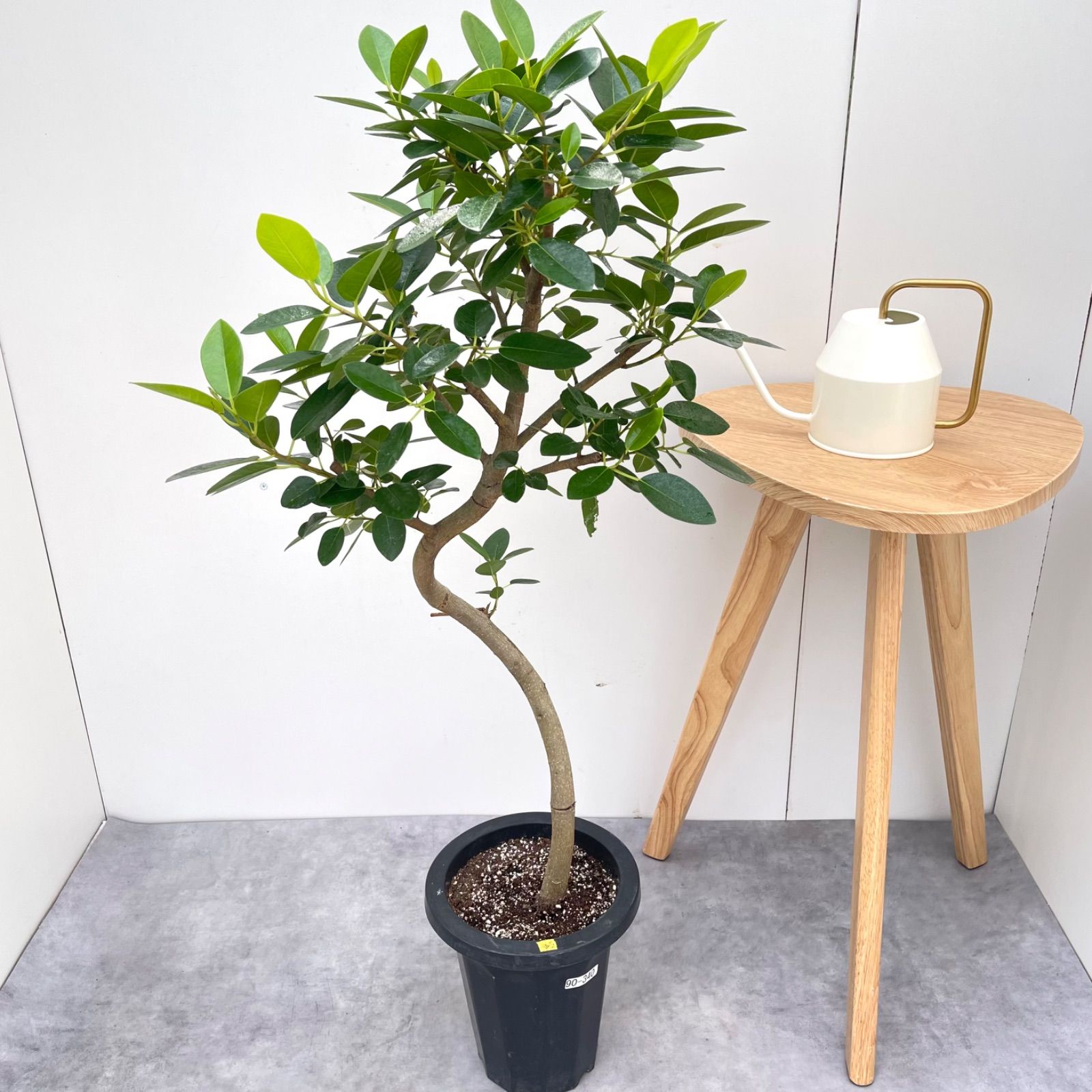 【現品】フランスゴム　曲がり　7号　茶鉢　（2） フランスゴム 曲がり 2【現品】観葉植物 室内 7号 現品】フランスゴム