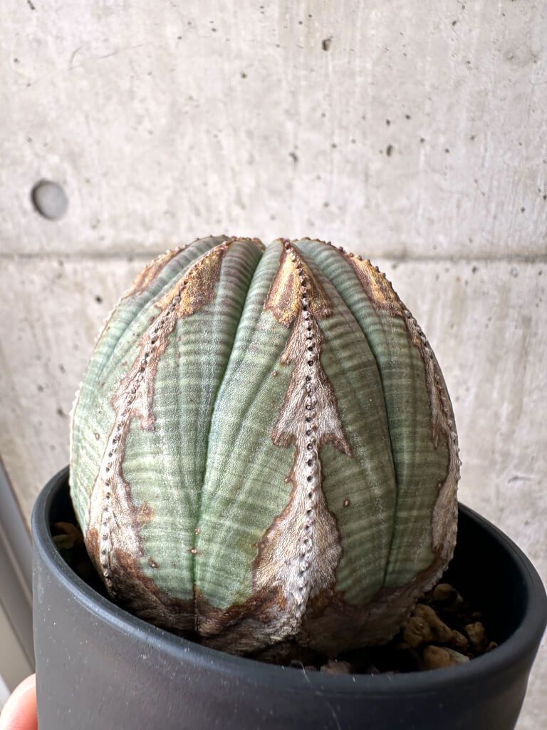 現品限り】ユーフォルビア・オベサ【AE26】 購入 Euphorbia obesa