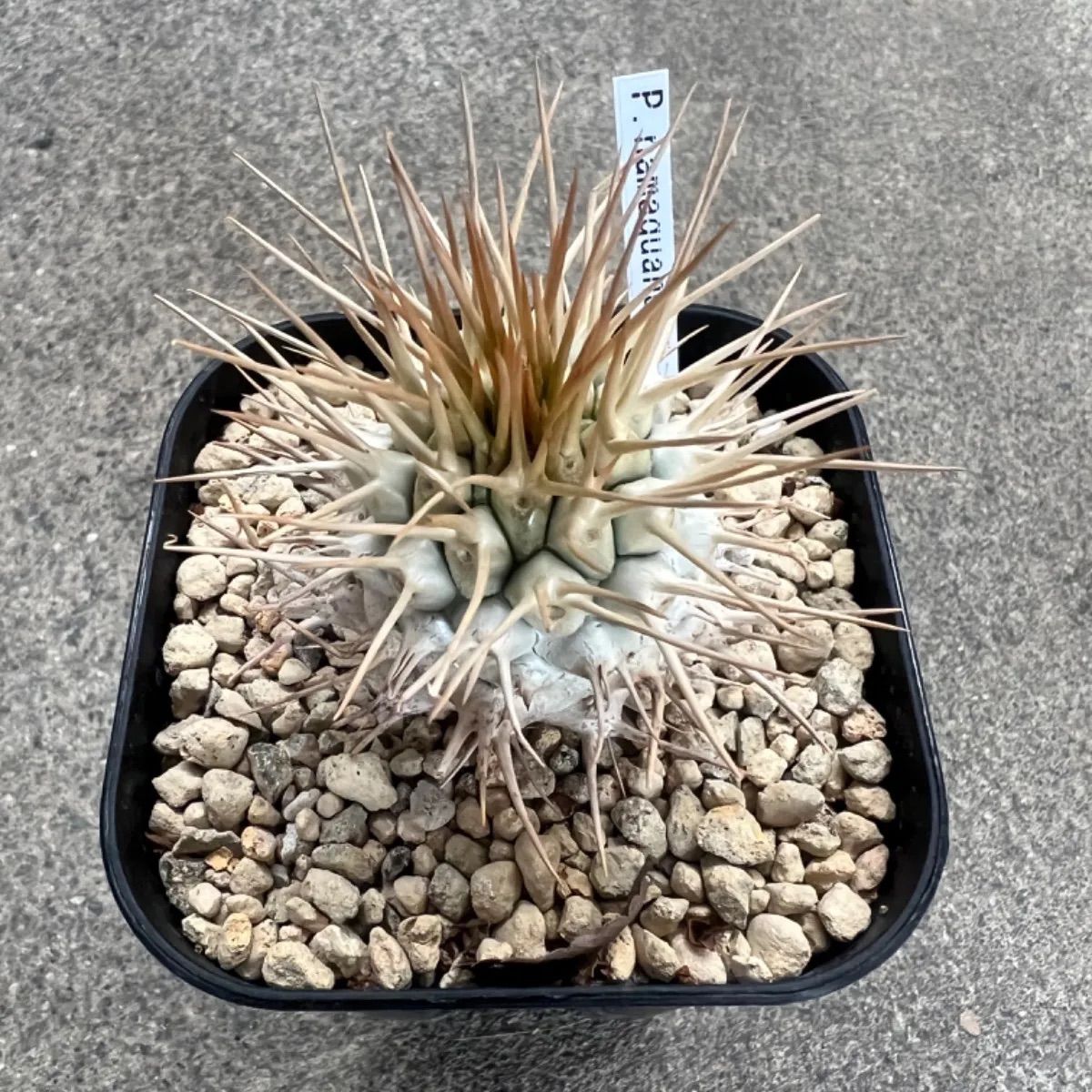 Y200【最新到着】Pachypodium グラキリス（L）（現地球・抜き苗