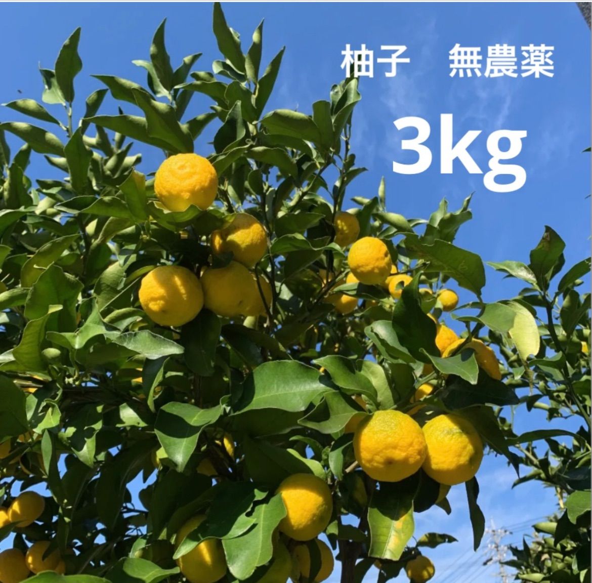 にぃな様専用 3kg 柚子 完全無農薬 - メルカリ
