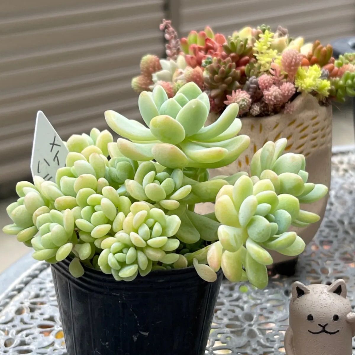 多肉植物♡ぼのぼのさん♡メイプルハニー♡ポットのまま発送～^^ 多肉植物♡ぼのぼのさん♡メイプルハニー♡ポットのまま発送～^^