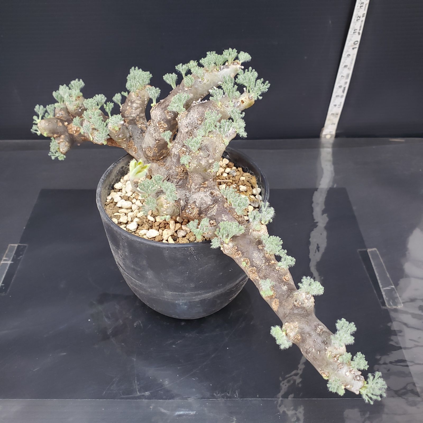 モンソニア　ムルチフィダ　発根済み T*T様 モンソニア ムルチフィダ 低重心 大株 発根済み 鉢ごと