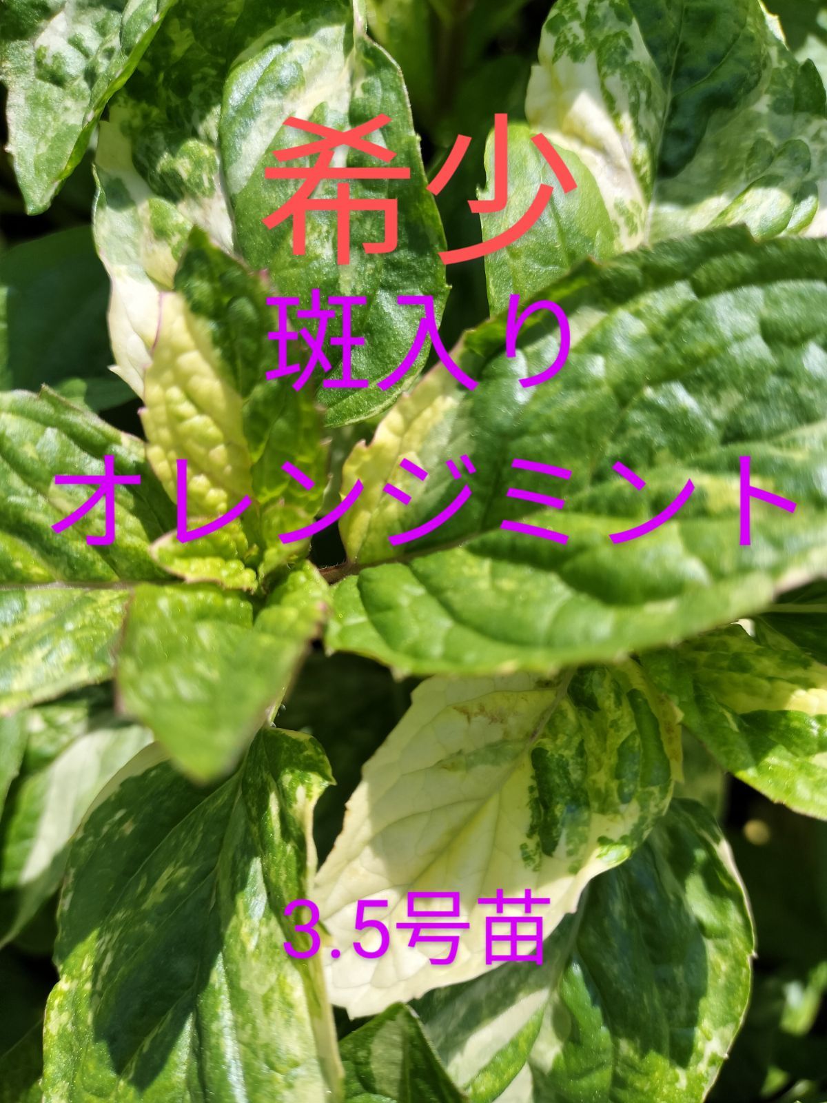 希少 ミント オレンジミント 'ルミエール' 金子香草園 10.5cm苗 3.5号