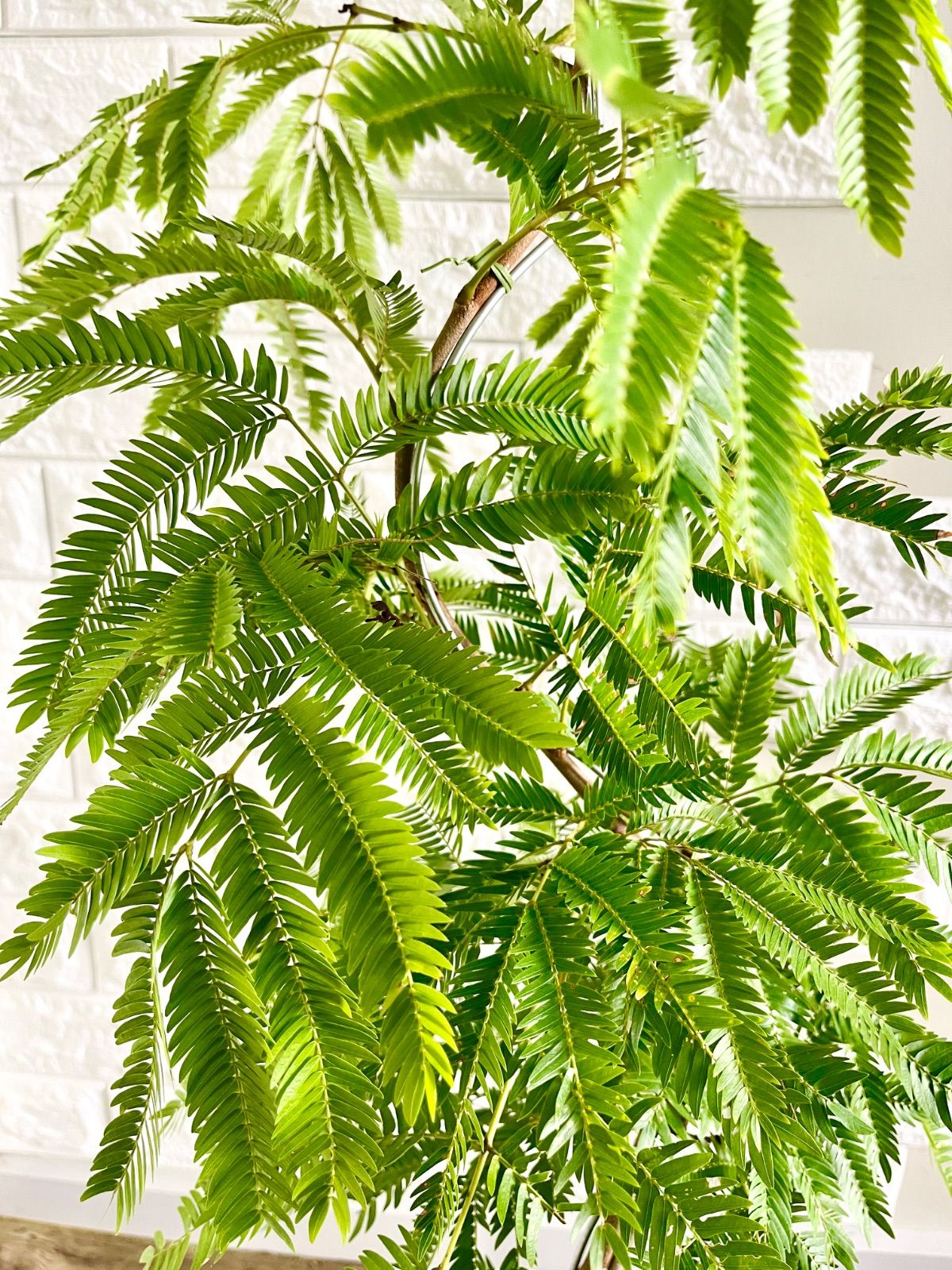 エバーフレッシュ⭐️曲がり エバーフレッシュ⭐️曲がり