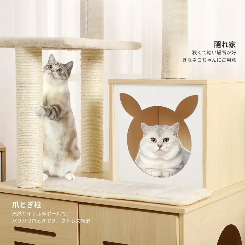 小型猫