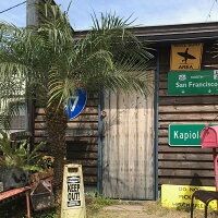 ロベヤシ フェニックス ロベレニー ヤシ ヤシの木 パームツリー 椰子 ロベ YUZUMIYA_COM