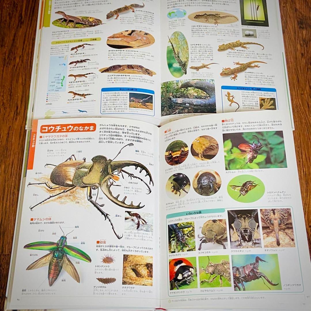 Z1【16冊】小学館の図鑑NEO 危険生物　恐竜　宇宙　絵本 セット まとめ売り 危険生物 DVDつき | 小学館の図鑑NEOシリーズ | 小学館