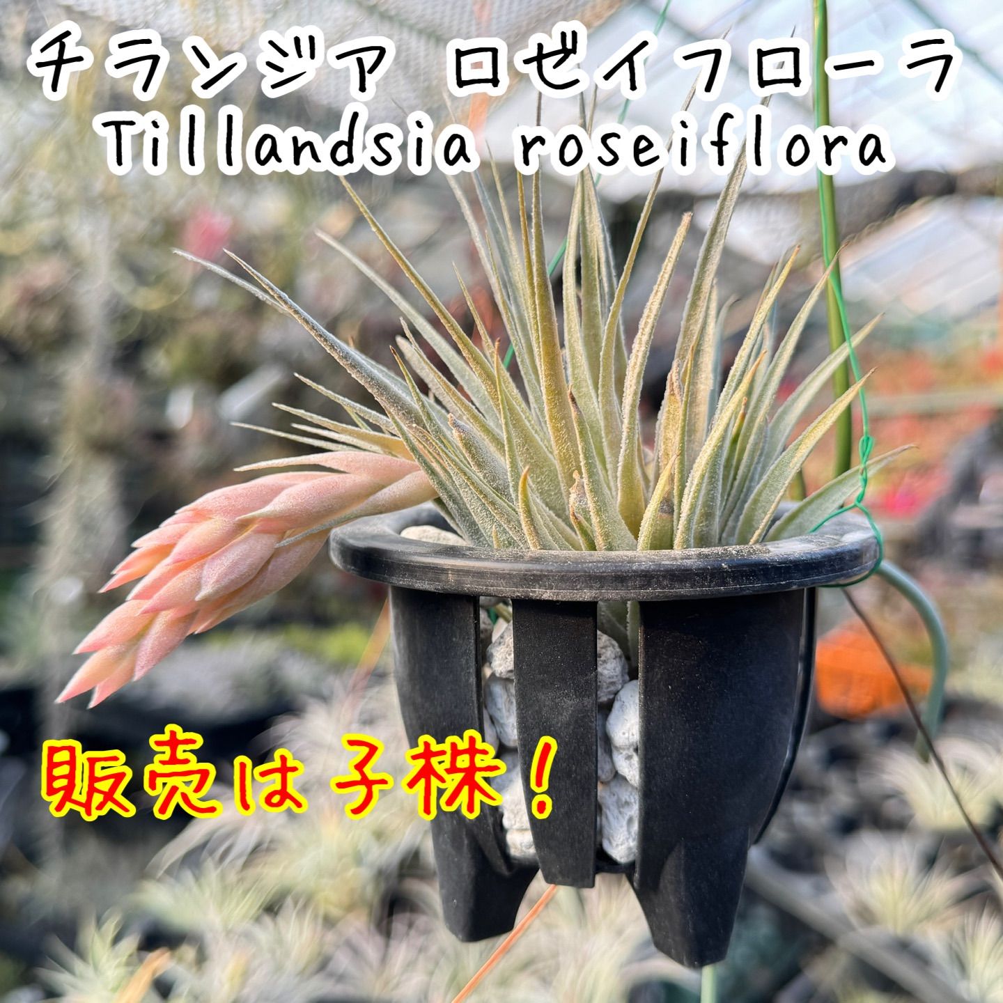 ブロメリア・エアープランツ Tillandsia Roseiflora ブロメリア・エアープランツ Tillandsia roseiflora Hybrid