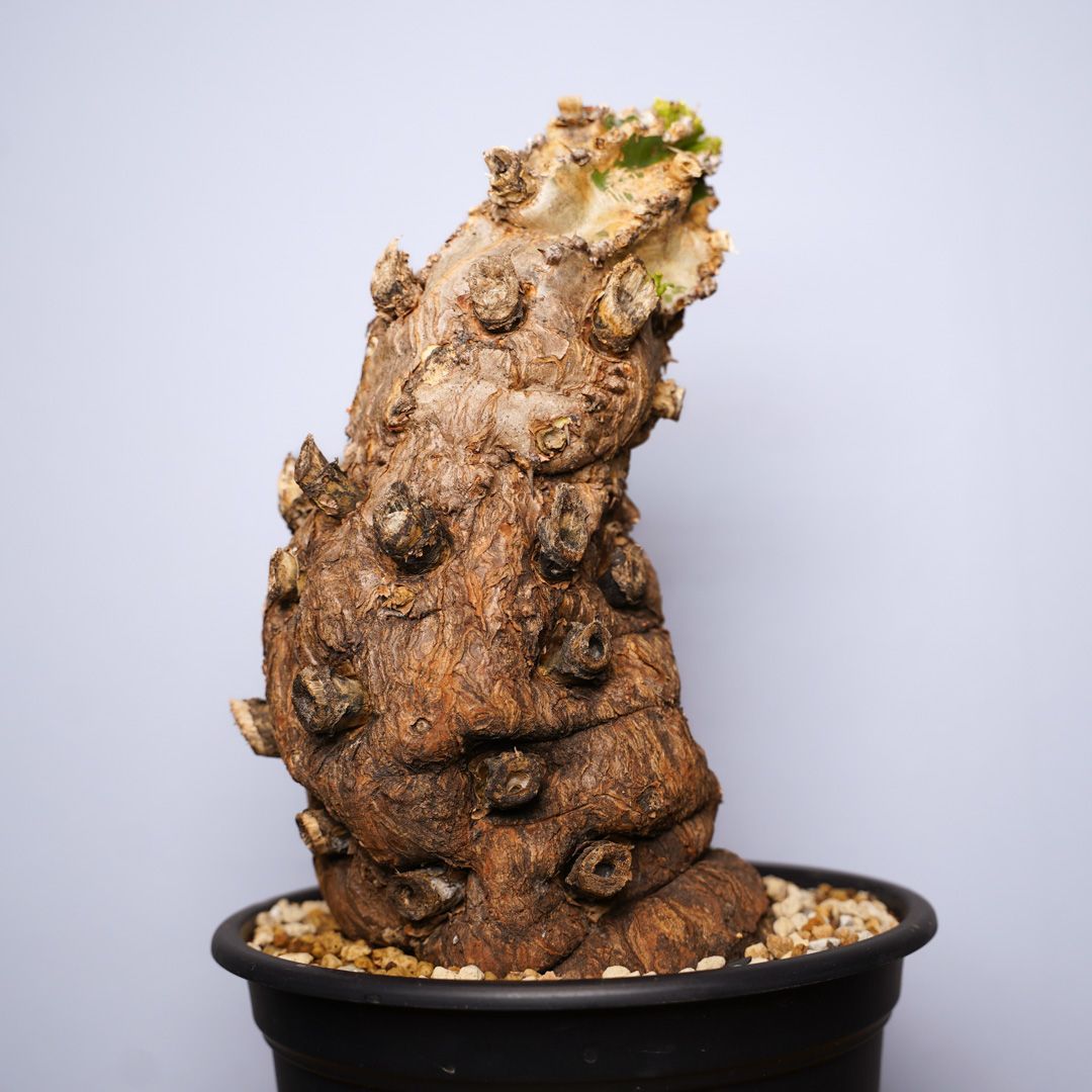 F12 ユーフォルビア ムランジーナ 発根済 現地株 - メルカリ