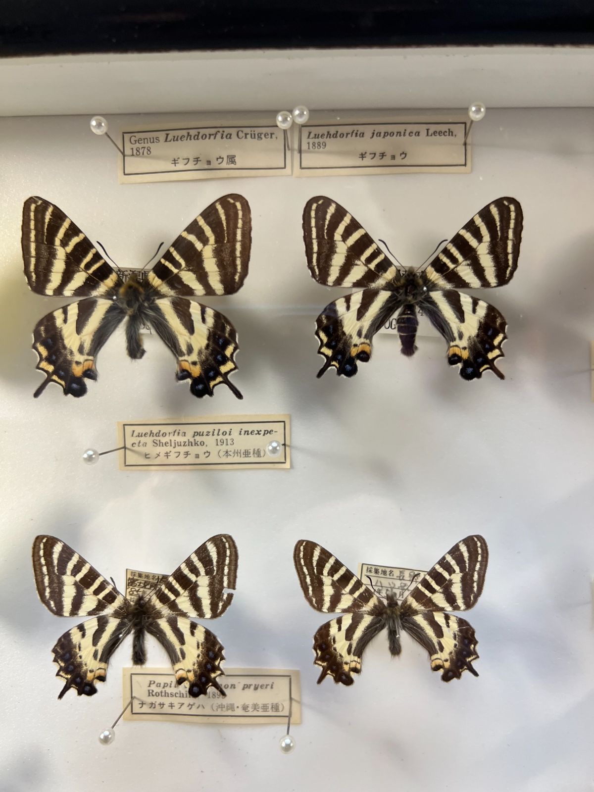 蝶　標本　オオムラサキ　ナガサキアゲハ　スジボソヤマチョウ　ギフチョウなど　37頭　ケース入り-4