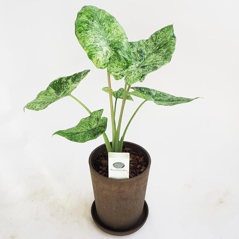 ＩＴＡＮＳＥ アロカシア マクロリザ カモフラージュ 5号 1個売り 受皿付き 品種で選べる観葉植物 学名 Alocasia Macrorrhiza Camouflage サトイモ科アロカシア属 非耐寒性常緑多年草