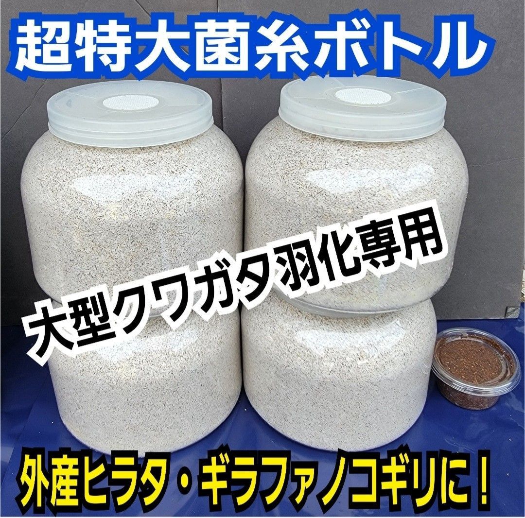 超特大2300ml【3本】ヒマラヤひらたけ菌糸瓶☆90ミリ以上の大型