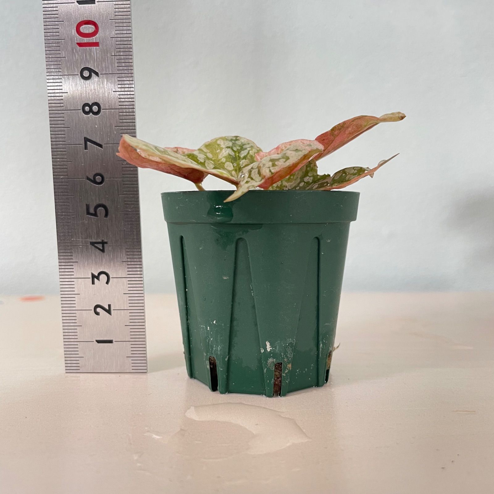 レア　ベゴニア スノーキャップド ②斑入り ベゴニア スノーキャップド 斑入り Begonia Snow capped