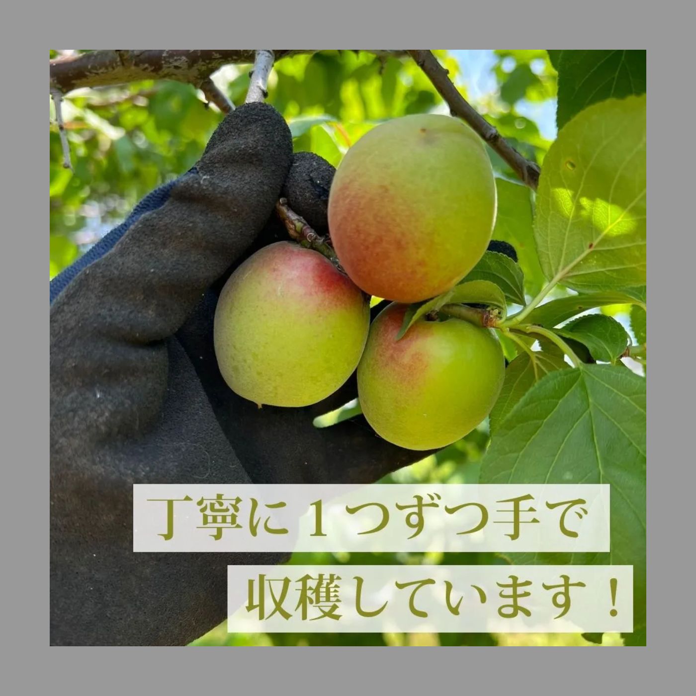 南高梅 4kg 栽培期間中は農薬は不使用！自然農法 青梅 - メルカリ