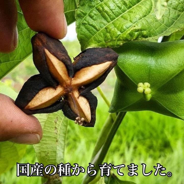 ナッツ種子】 沖縄 （フタバ種苗） 「インカナッツ」 別名：サチャインチ 野菜と花の種・苗 ・緑肥の通販｜野菜作り・家庭菜園なら【清水屋種苗園藝】｜商品詳細