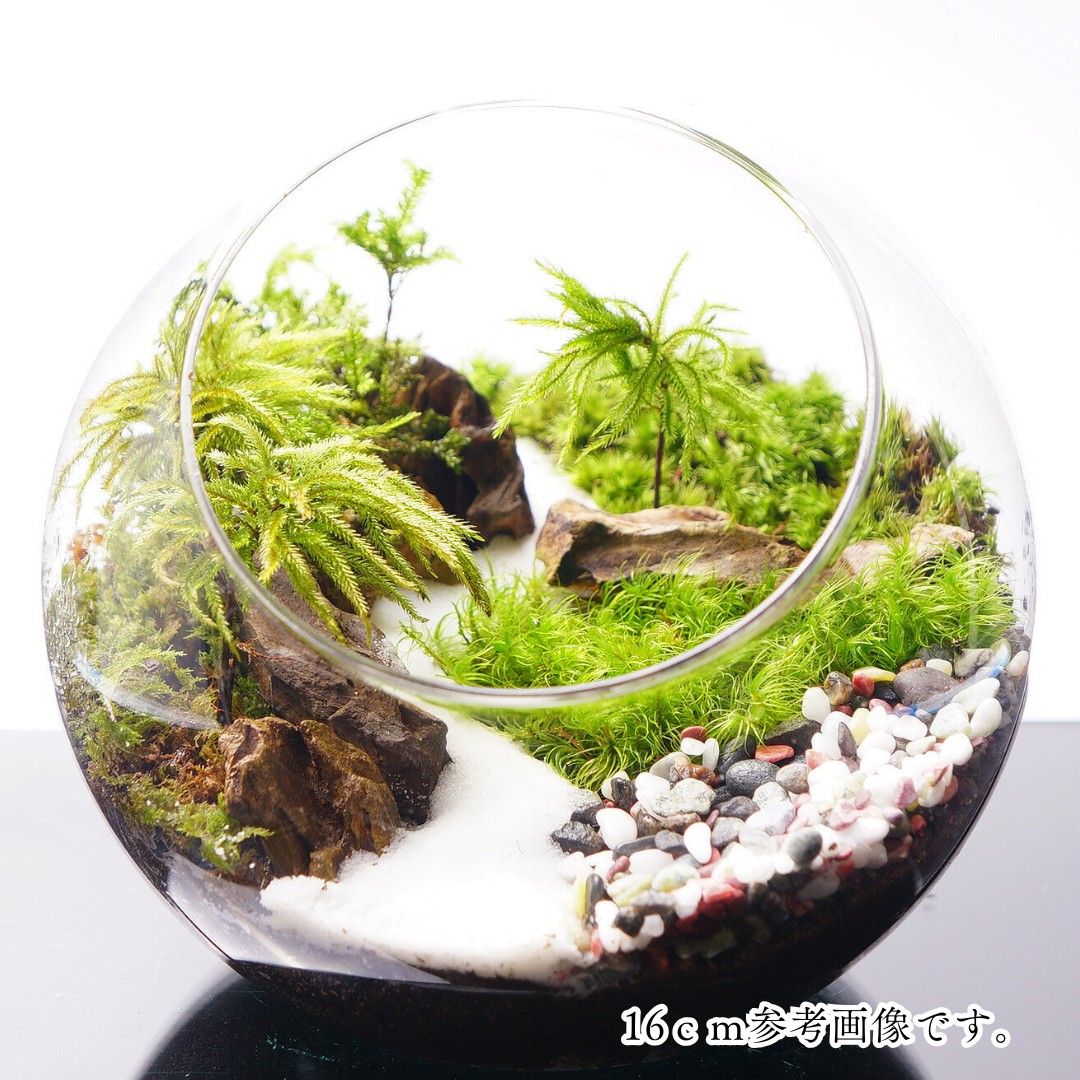 苔テラリウム 和風