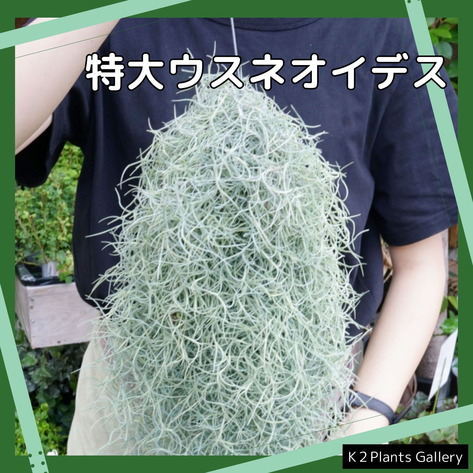 特大サイズのスパニッシュモス（60cm） チランジア エアプランツ