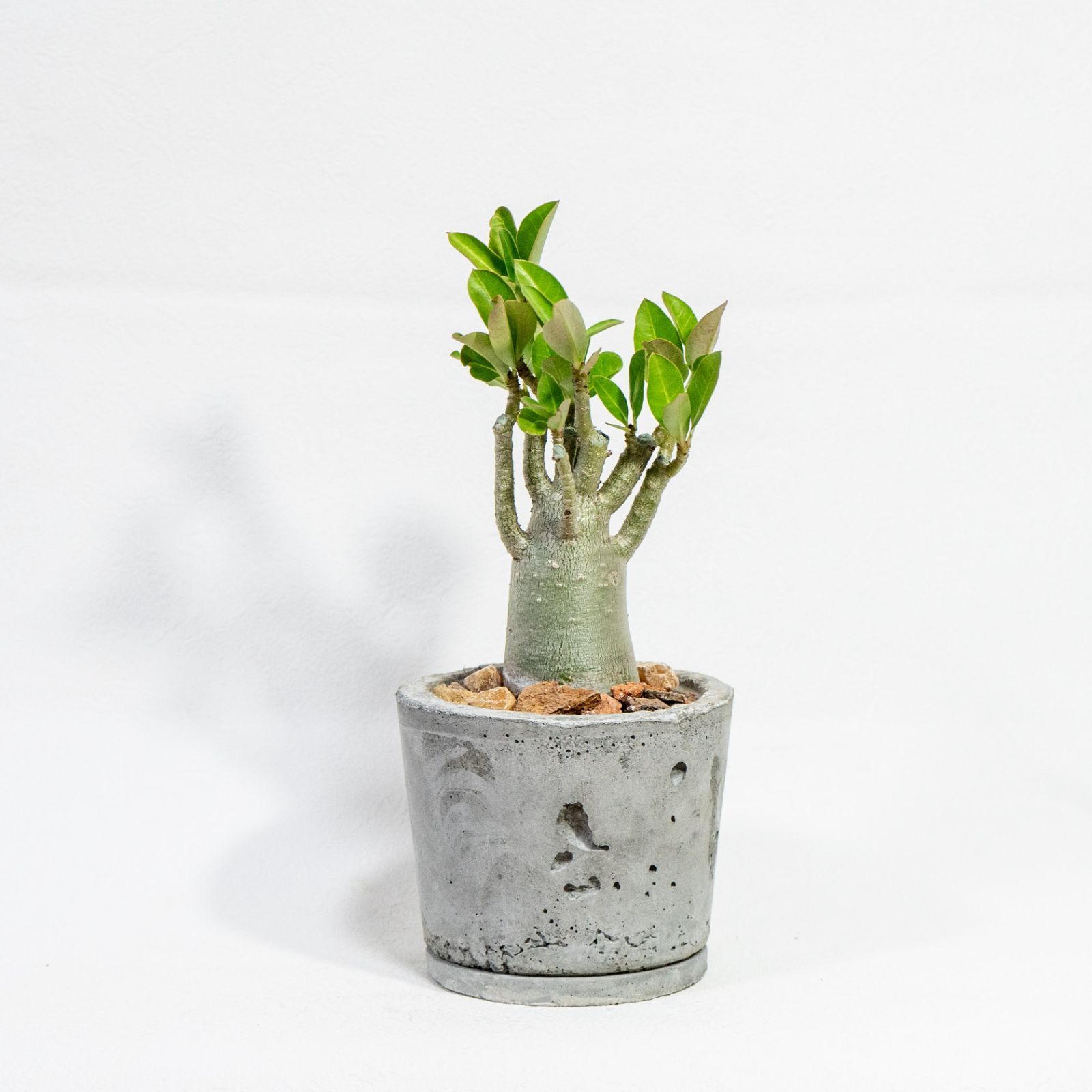 送料無料／パキポディウム・マカイエンセ｜やさしい曲線と伸びやかな枝