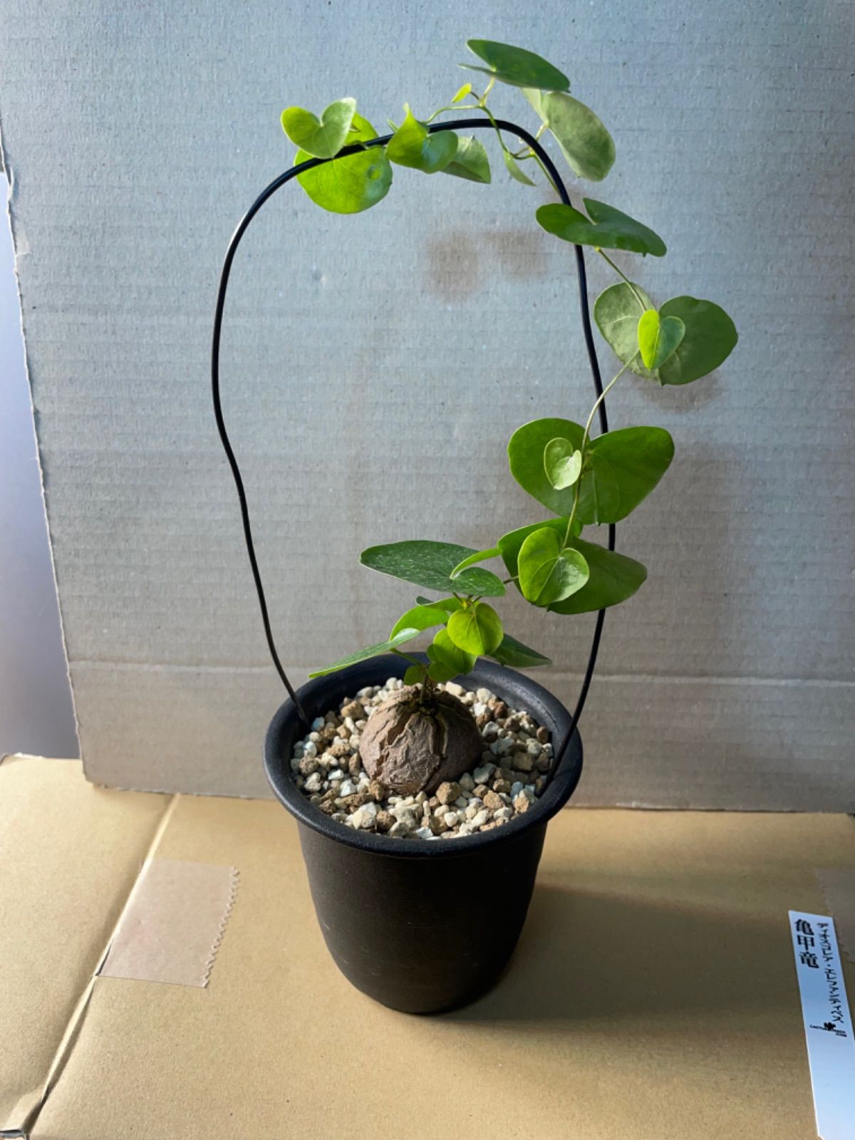 アフリカ 亀甲竜 ディオスコレア エレファンティペス カクタス長田 鶴仙園 アフリカ 亀甲竜 ディオスコレア エレファンティペス カクタス