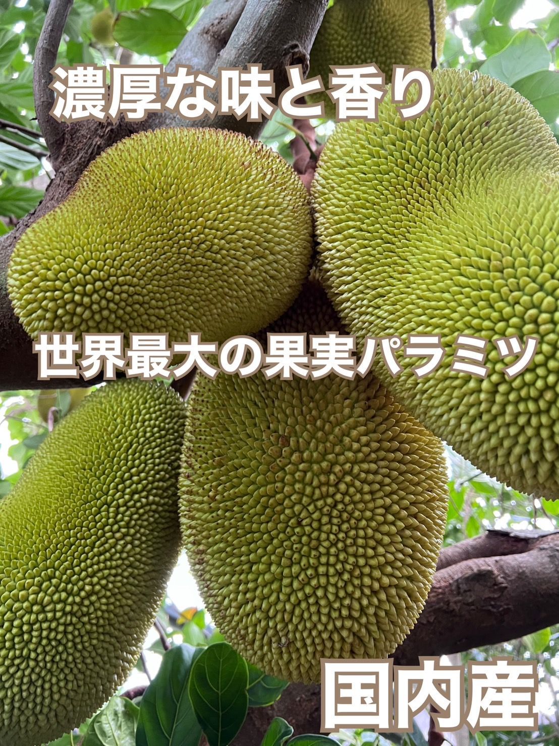 激レア 沖縄産 ジャックフルーツ パラミツ 自然栽培 無農薬