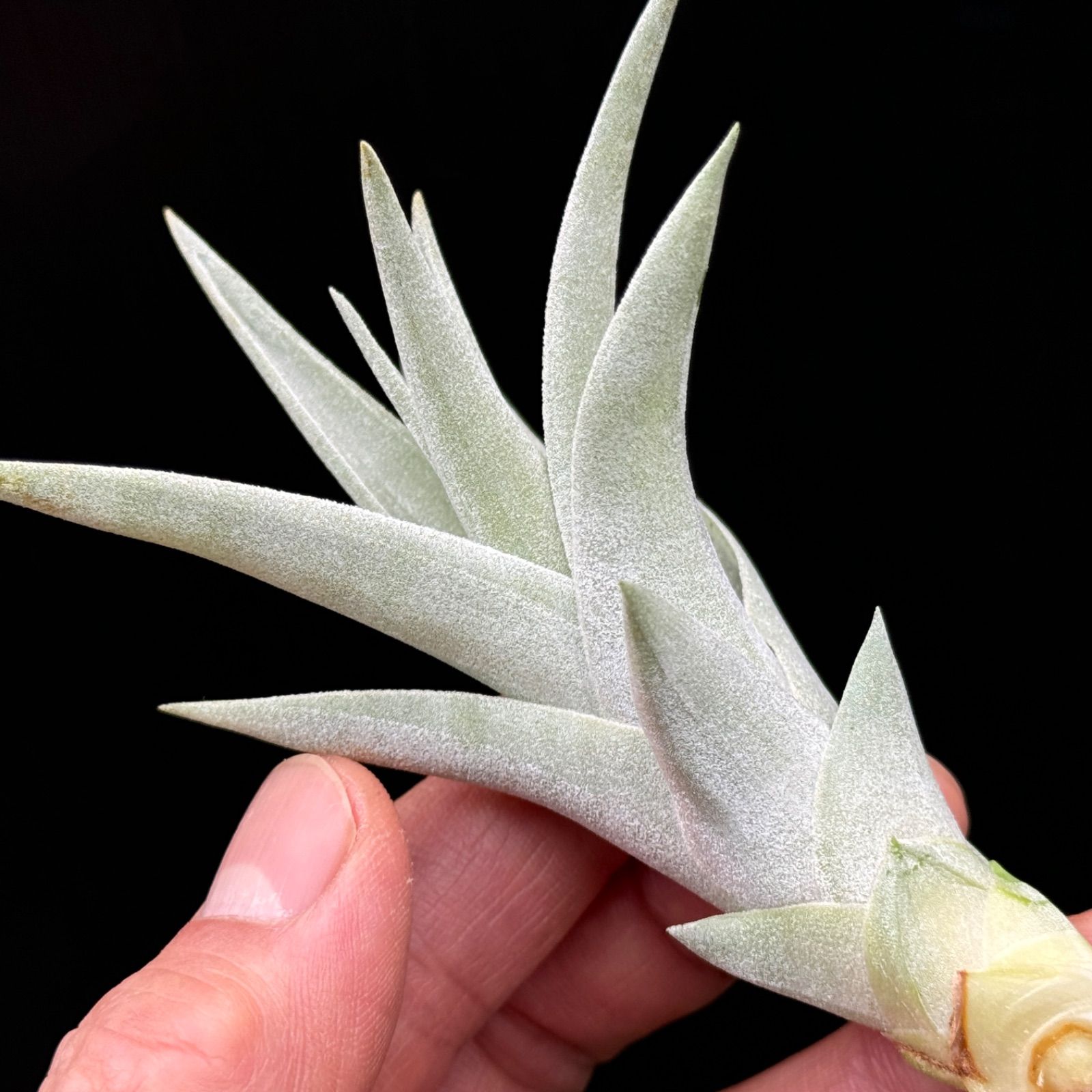 チランジア ハリシー × キセログラフィカ Tillandsia harrisii