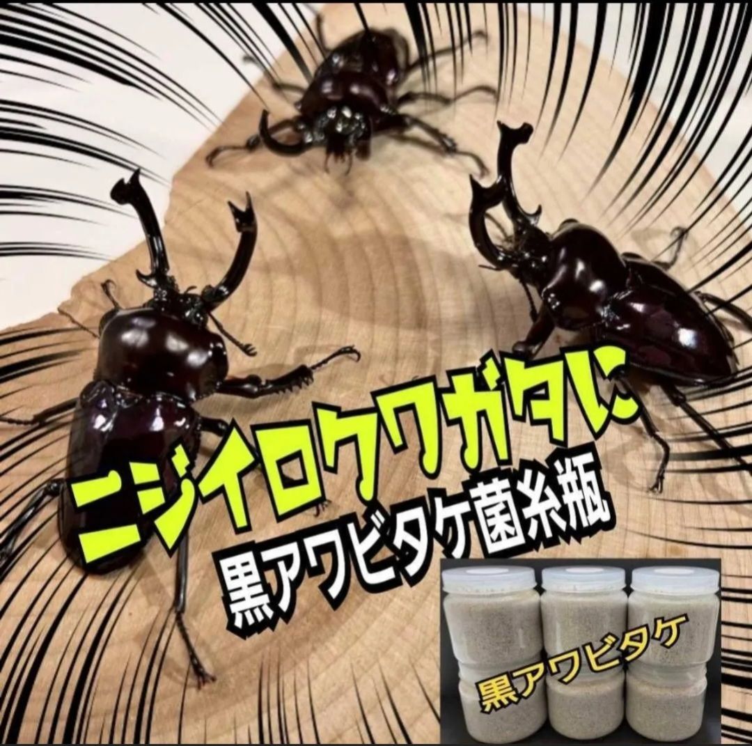 極上！黒アワビタケ菌糸瓶【10本】初令、2令に最適なサイズ！ニジイロ