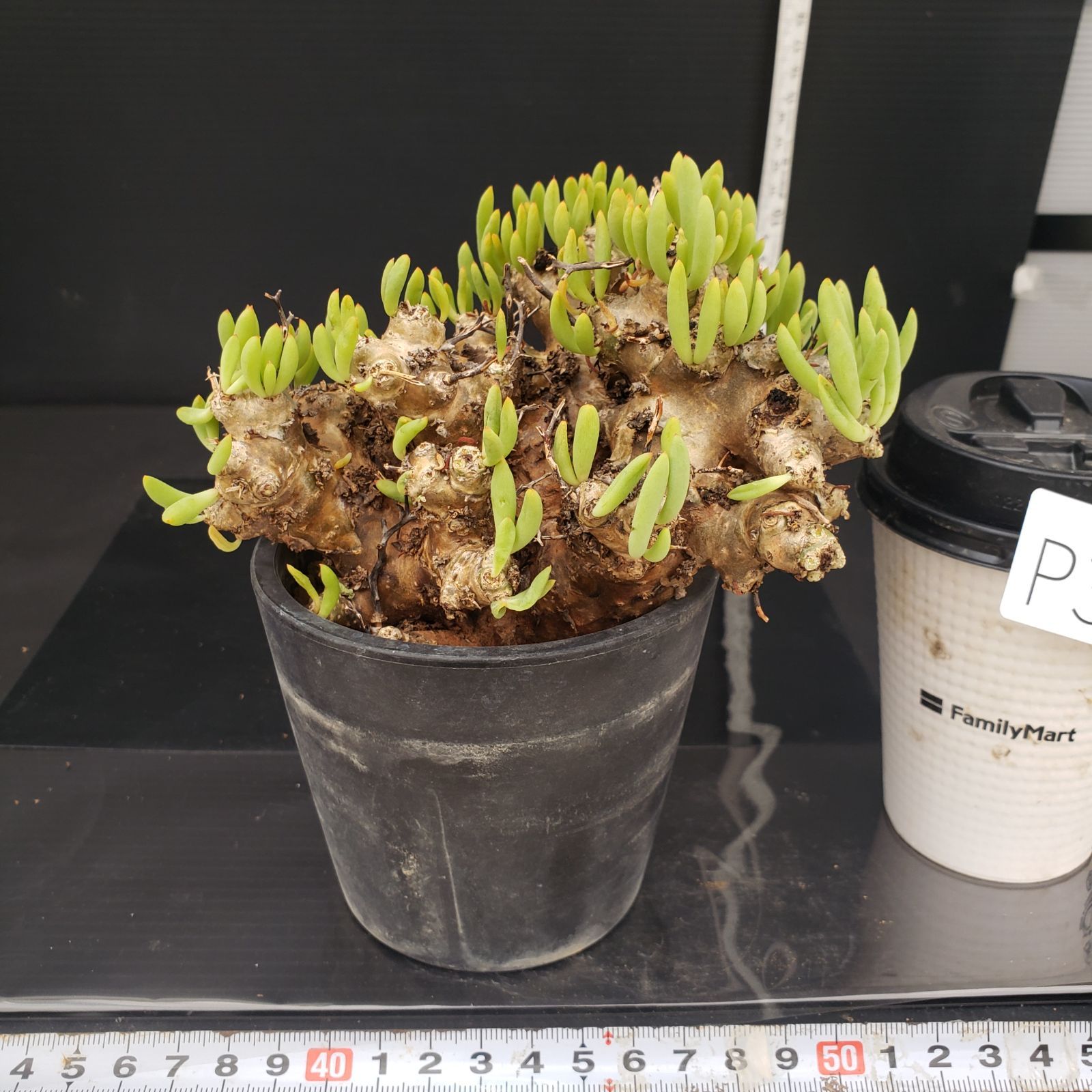 チレコドン 万物想 レティキュラータス 発根済 極美特大株 現地球