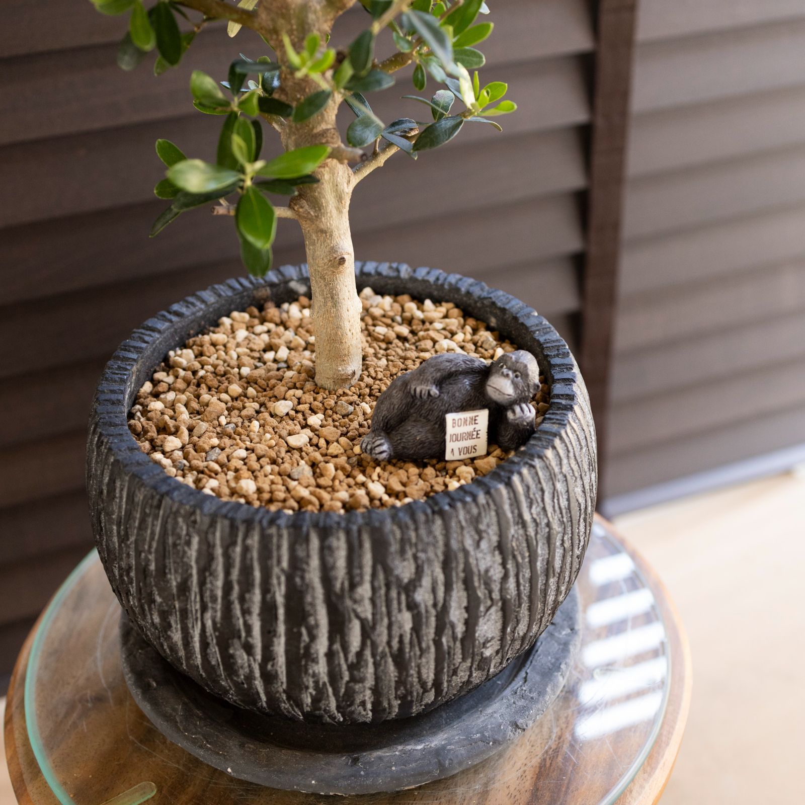 ☆OLIVE☆　オリーブ　シプレッシーノ　幹太仕立て　5号　信楽焼き鉢植え込み 1d78975bde831f96598ce681ea8454