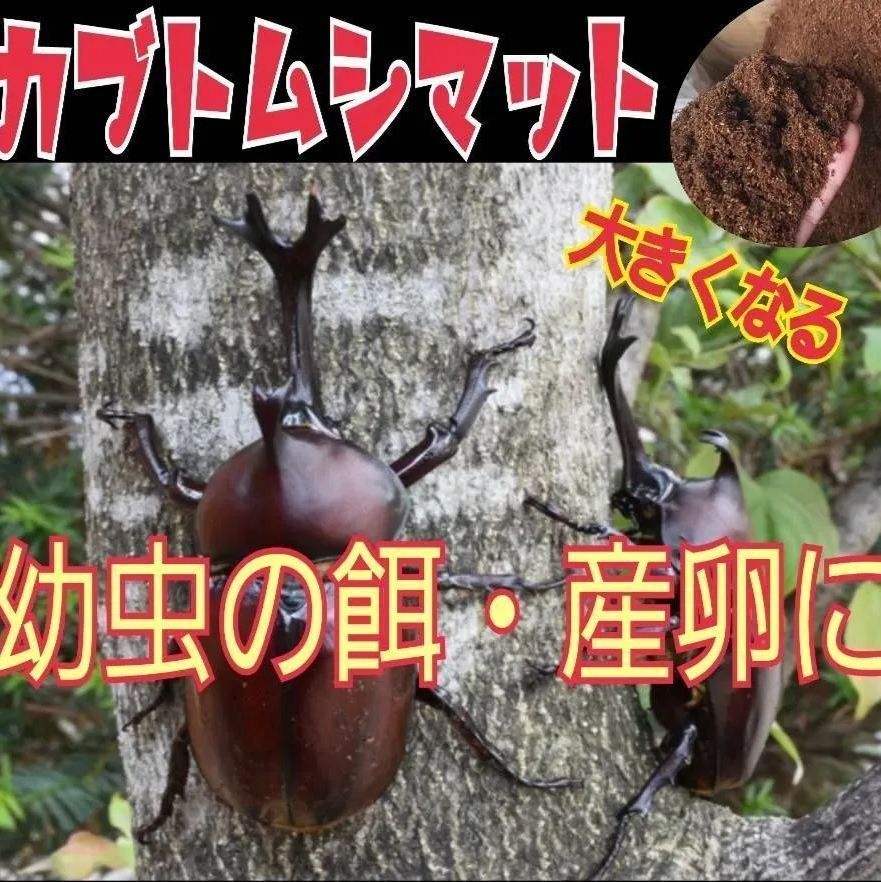 カブトムシ幼虫が大きくなる餌！発酵マット【3袋】モリモリ食べます