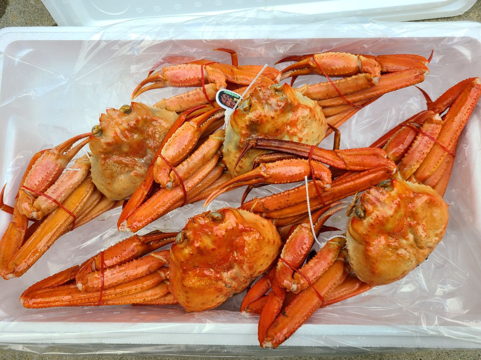 香住産 浜茹 ハイブリッド交配蟹 紅ズワイ 松葉ガニ 約2.6kg 4 5尾