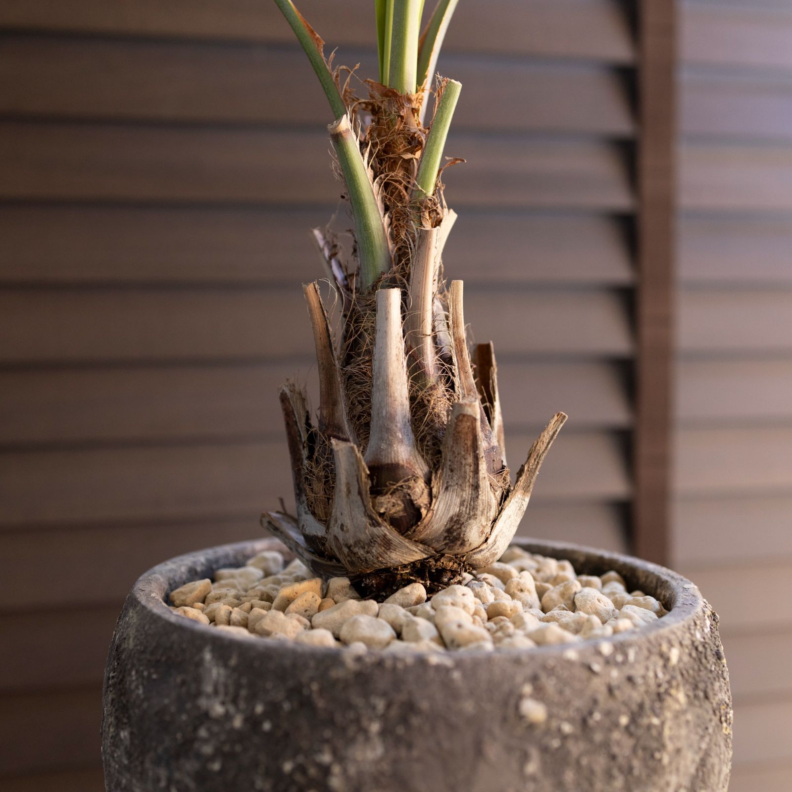 ココスヤシ　ダブルヘッド　6鉢セット ココスヤシ6 ココスヤシ ダブルヘッド 6鉢セット ココスヤシ ダブル