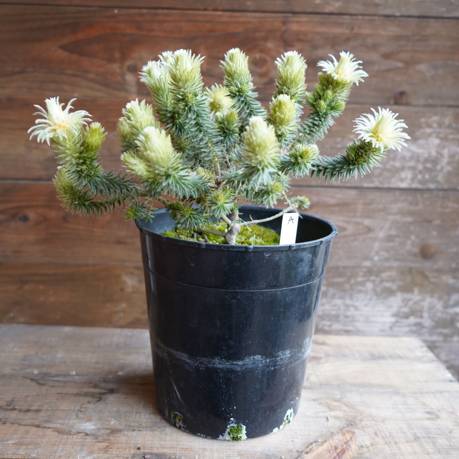 フィリカ プベッセンス ワフトフェザー A オージープランツ 現物