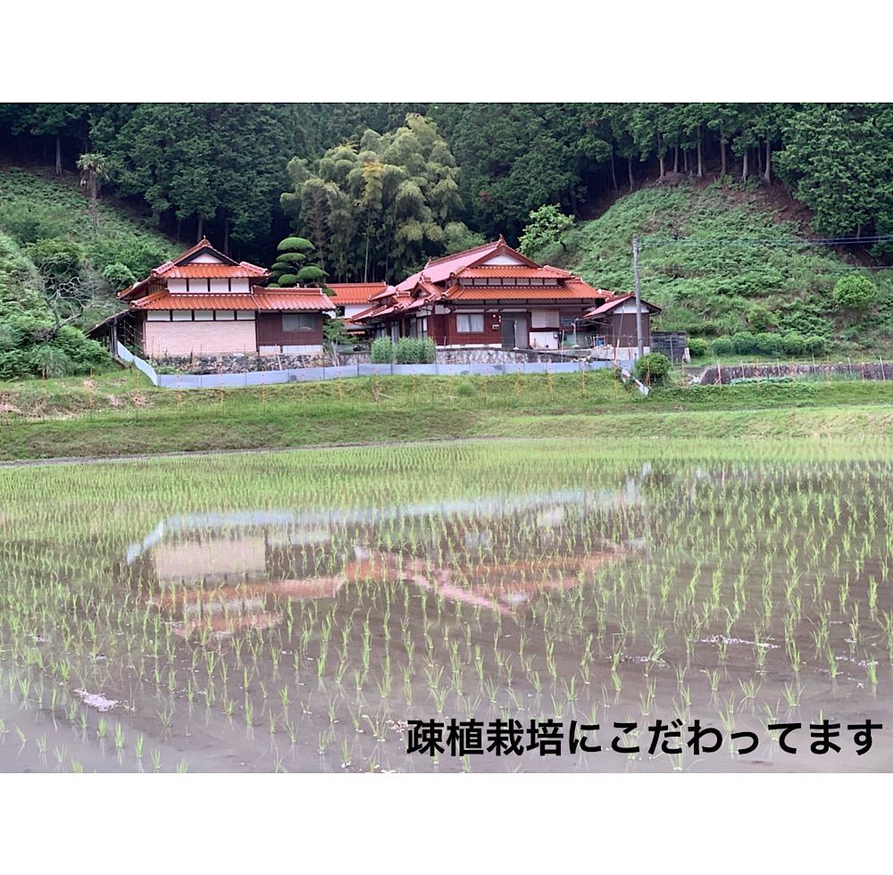 自然栽培米 山口県美祢産ミルキークイーン 精米20キロ 里山直送 - 米