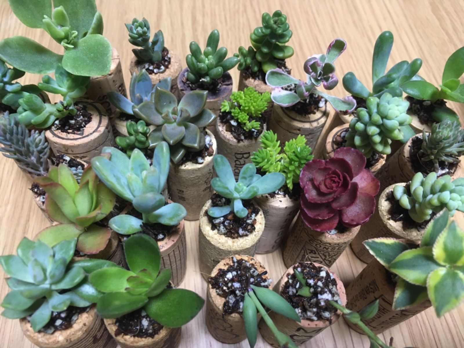 多肉植物 七福神 バラ売り可 参り