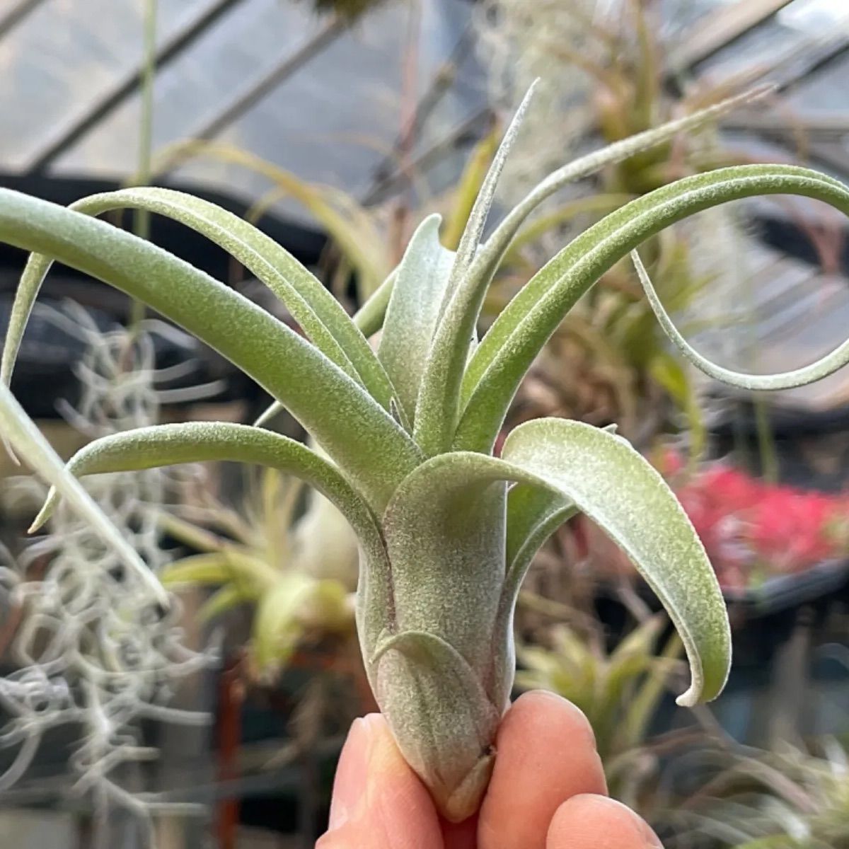 チランジア カーリースリム Tillandsia Curly Slim (Tillandsia