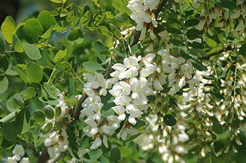 INABA / SALAS ATOMIC CHIHUAHUA ブレスレット 赤 INABA／SALAS