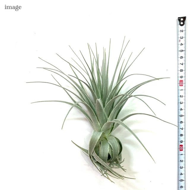 チランジア ガルドネリ 'モーホドシャペウ' M size (エアー