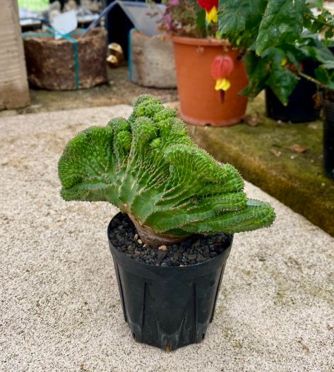ユーフォルビア　オベサ　扇綴化　実生 モンスト オベサ (綴化) | LIGHTHOUSE.PLANTS - 海外実生株の