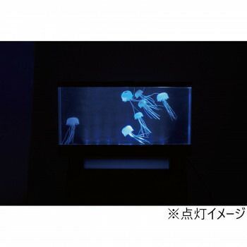 アクアリウムクラゲ