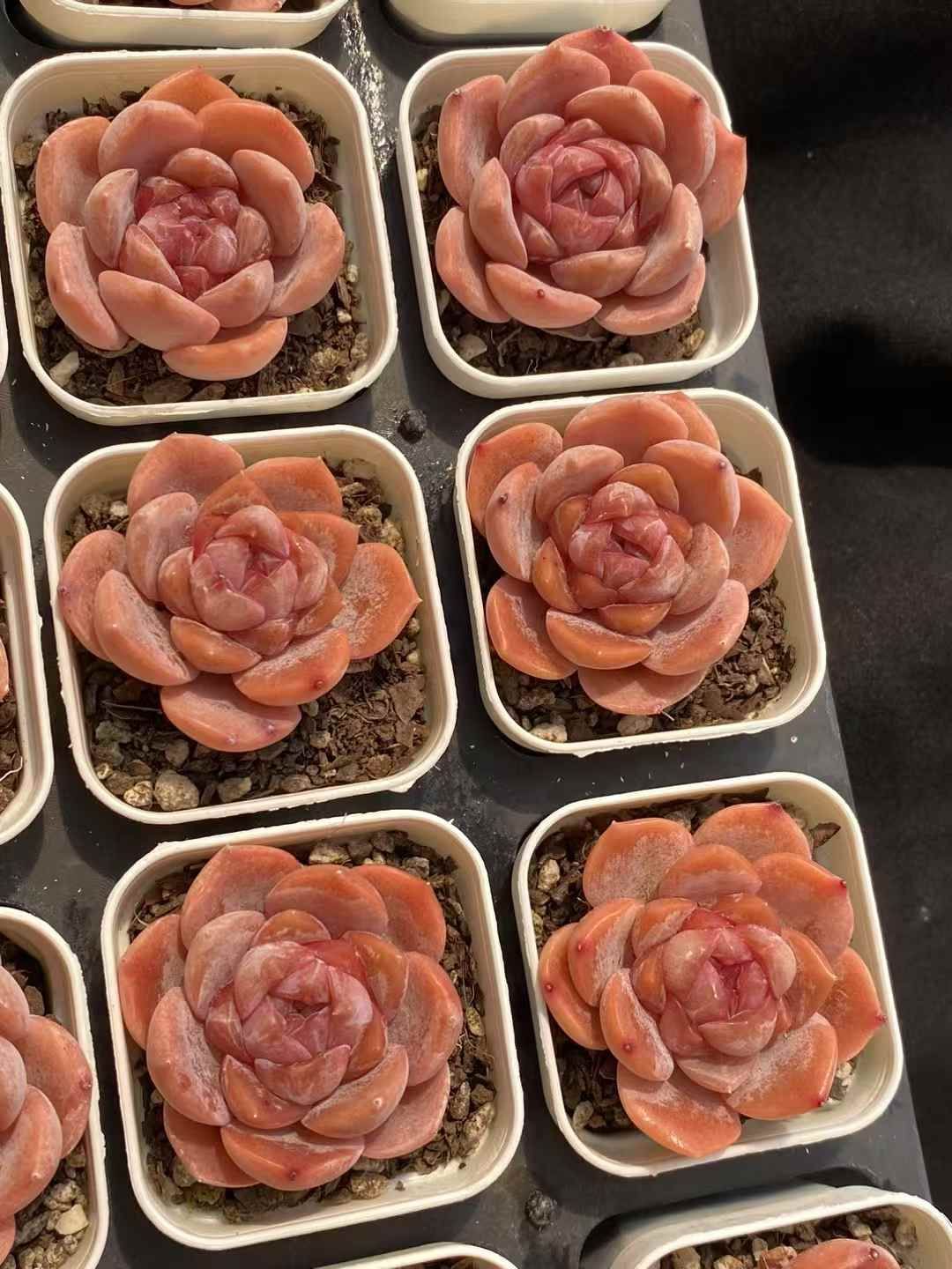 15株の抜き苗セット】バークレー錦（単頭） 多肉植物 佐川急便発送