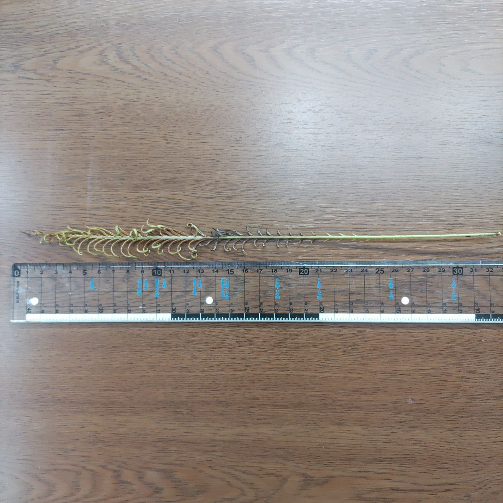 ブレクナム オブツサタム var. オブツサタム(Blechnum obtusatum
