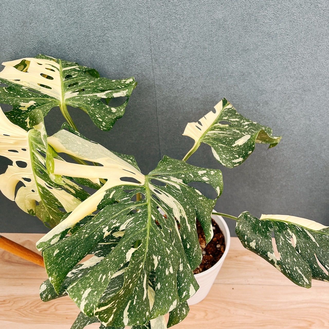 現品］【希少】83番 モンステラ デリシオーサ 斑入り レア 注文 観葉