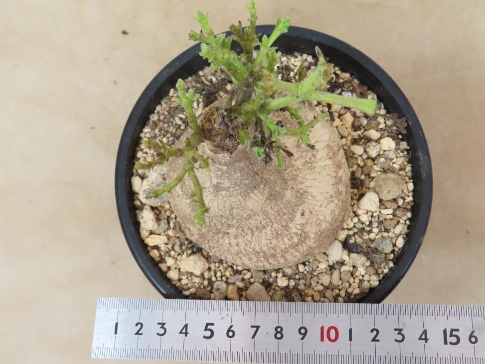 6241 「塊根植物」ラフィオナクメ プロクンベンス 植え【発根未確認・削れあり・raphionacme procumbens・多肉植物】 - メルカリ