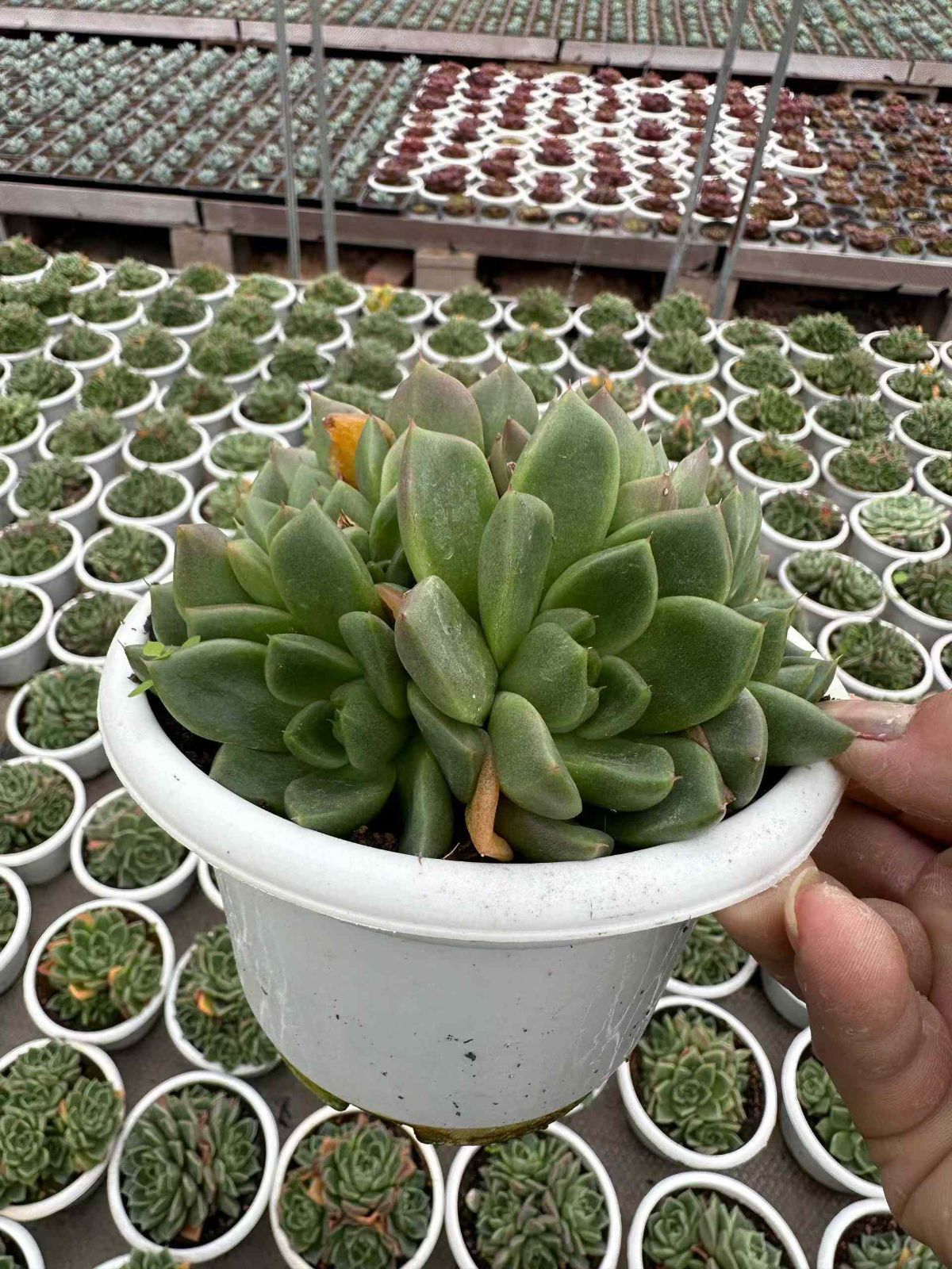 抜き苗 多肉植物