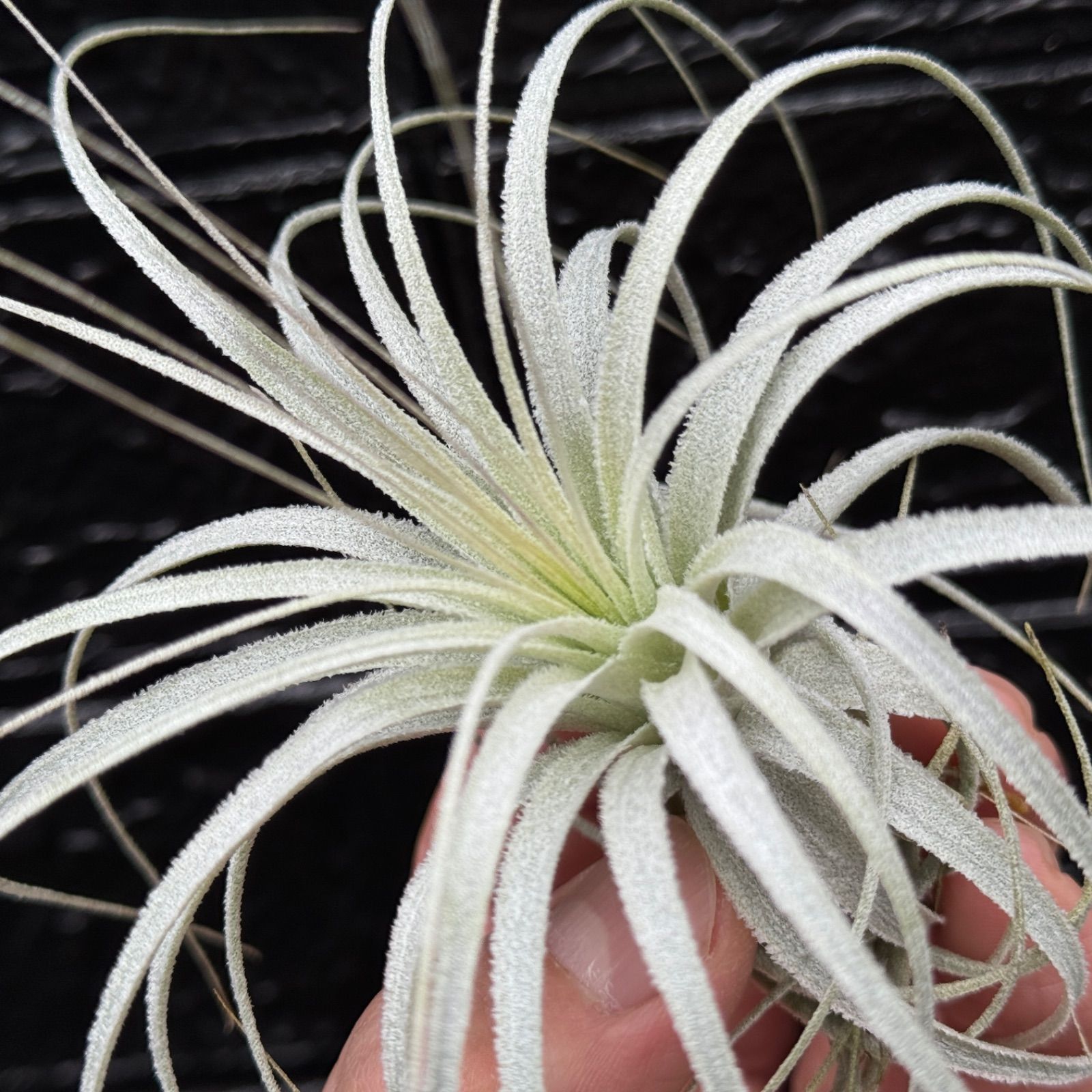 厳選美株】P.OMOビカクシダオモ/コウモリラン 観葉植物 P.Omo