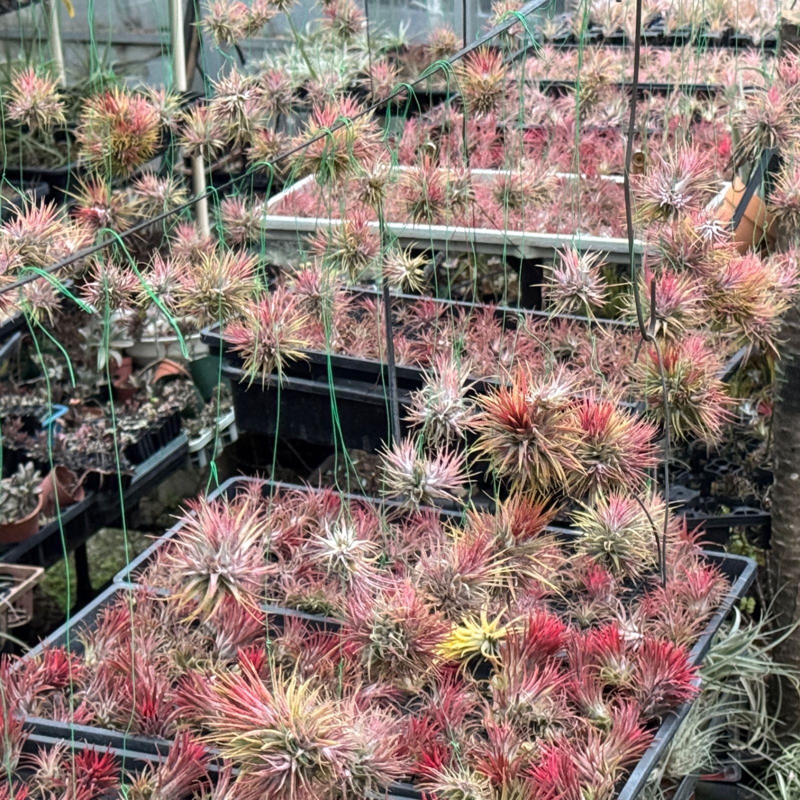 チランジア キセログラフィカ × ブラキカウロス チランジア・キセログラフィカ×ブラキカウロス Tillandsia