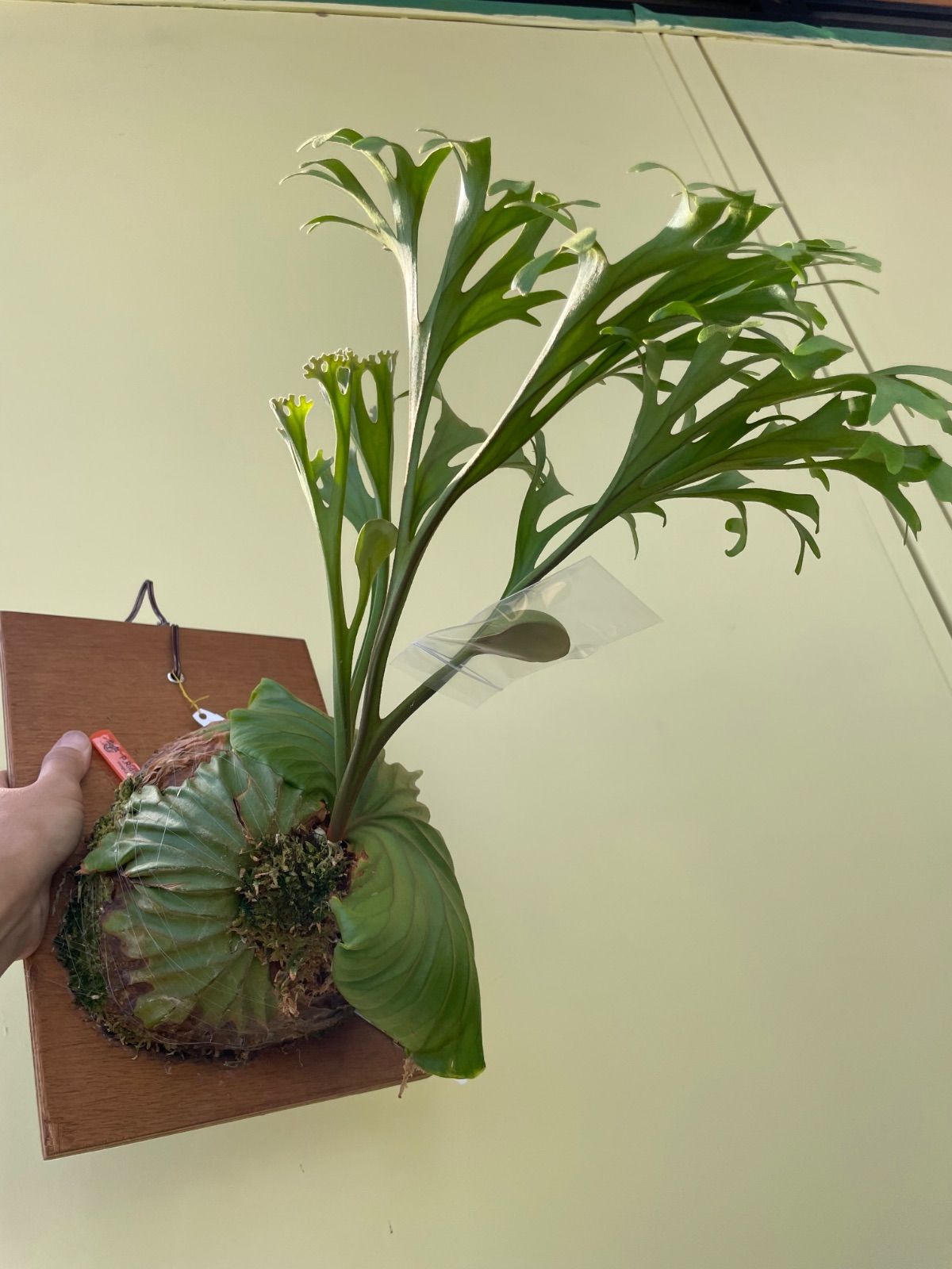 ビカクシダ リドレイ P.Ridleyi こ*！様 p.Ridleyi spore 細葉 コルク